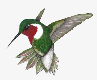 Click On The Sign Post For Additional Information About - Ruby-throated Hummingbird, HD Png Download, Transparent PNG