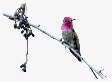 Hummingbird, HD Png Download, Transparent PNG