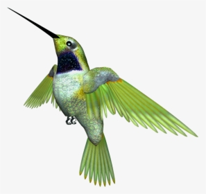 Ruby-throated Hummingbird - Rufous Hummingbird, HD Png Download, Transparent PNG