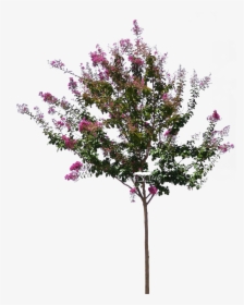 Lagerstroemia Png , Png Download - Lagerstroemia Indica Tree Png, Transparent Png, Transparent PNG
