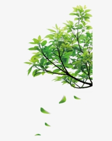 Natural Green Leaves - Green Leaves Clipart Png, Transparent Png, Transparent PNG