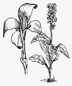 Canna Indica Flower Drawing , Png Download - Lily Clipart, Transparent Png, Transparent PNG