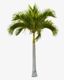 Beautiful Green Coconut Tree Trees Free Hq Image Clipart - Coconut Tree Trunk, HD Png Download, Transparent PNG