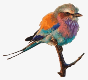 Bird Bright Color Drawing - Colourful Birds, HD Png Download, Transparent PNG
