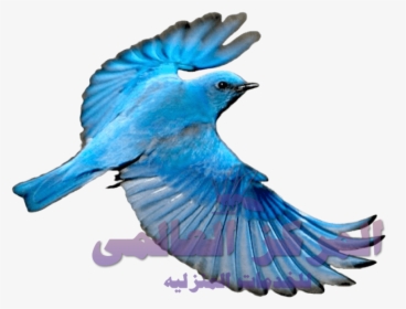 Blue Bird Flying Png, Transparent Png, Transparent PNG