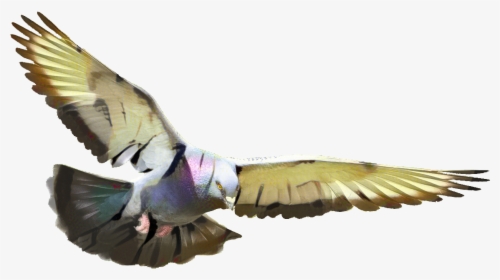 Pigeon Flying , Transparent Cartoons - Transparent Background Flying Pigeon Png, Png Download, Transparent PNG