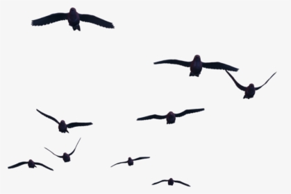 Transparent Crow Png - Birds Png For Photoshop, Png Download, Transparent PNG