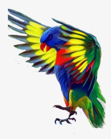 #bird #colorful #flying - Beauty Parrot, HD Png Download, Transparent PNG