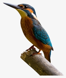 Bird, Kingfisher, Bill, Colorful, Nature, Branch - Windows 10 Phoenix Os, HD Png Download, Transparent PNG