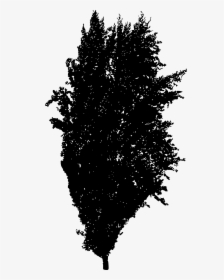 Tree Silhouette 2 - Woody Plant, HD Png Download, Transparent PNG