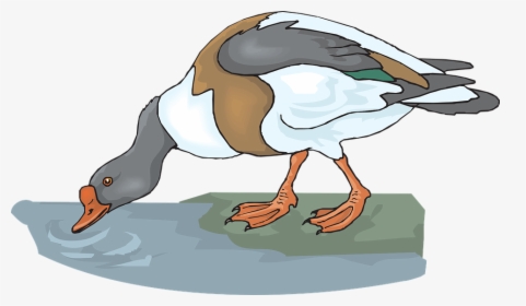 Duck, Water, Bird, Drinking, Feathers, Drink - Duck Drinking Clipart, HD Png Download, Transparent PNG