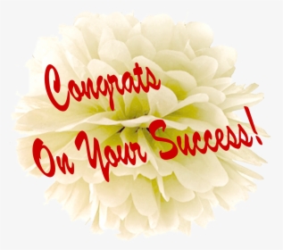 Congrats On Your Success Png Free Pic - Chrysanths, Transparent Png, Transparent PNG