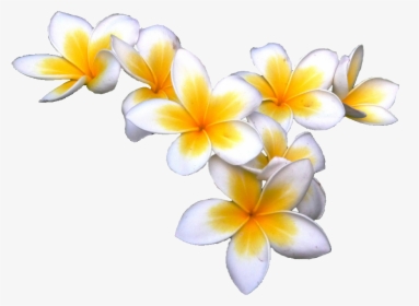 Tropical Flowers Transparent Background, HD Png Download, Transparent PNG