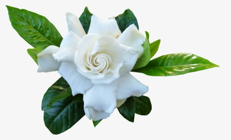 Gardenia - Incandessence Flame, HD Png Download, Transparent PNG