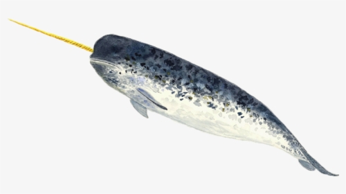 A Narwhal - Narwhal Png Transparent, Png Download, Transparent PNG