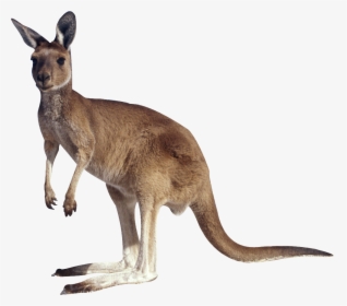 Kangaroo Png, Transparent Png, Transparent PNG