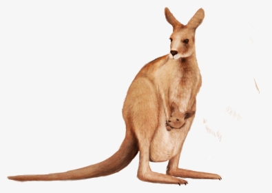 Kangaroo Wallaby Animal - Kangaroo Png, Transparent Png, Transparent PNG