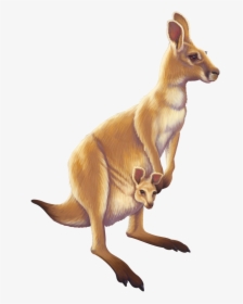 Kangaroo Australia Animal Free Transparent Image Hd - Kangaroo Png, Png Download, Transparent PNG