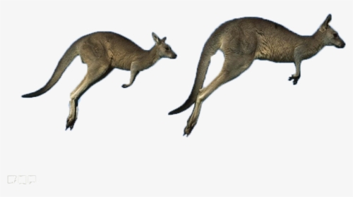 Australia Eastern Kangaroo Grey Running Western Kangaroos - Belmont, HD Png Download, Transparent PNG