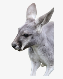 Kangaroo, HD Png Download, Transparent PNG