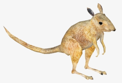 Clip Art Kangaroo Bat - Desert Kangaroo Rat Png, Transparent Png, Transparent PNG