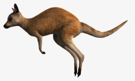Kangaroo, Red, Wildlife, Animal, Australia, Marsupial - Kangaroo, HD Png Download, Transparent PNG