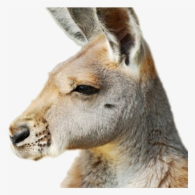 Kangaroo Png Image - Kangaroos In The Outback, Transparent Png, Transparent PNG