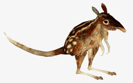 Kangaroo , Png Download - Swamp Rabbit, Transparent Png, Transparent PNG