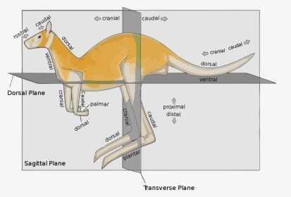 Anatomical Planes Animal, HD Png Download, Transparent PNG