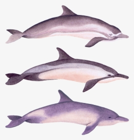 Dolphins , Png Download - Common Bottlenose Dolphin, Transparent Png, Transparent PNG