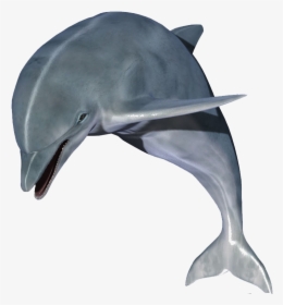 Dolphin Clip Art - High Resolution Dolphin Hd, HD Png Download, Transparent PNG