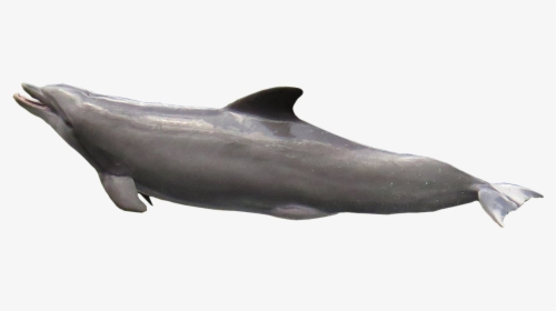 Dolphin Transparent Fish Png, Png Download, Transparent PNG
