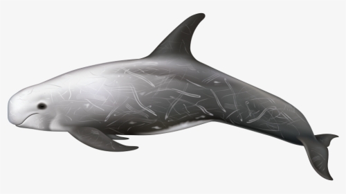 Risso's Dolphin, HD Png Download, Transparent PNG