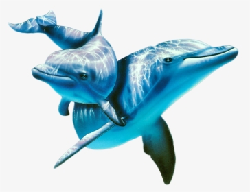 Transparent Dolphin Png - Dolphin Underwater Png, Png Download, Transparent PNG
