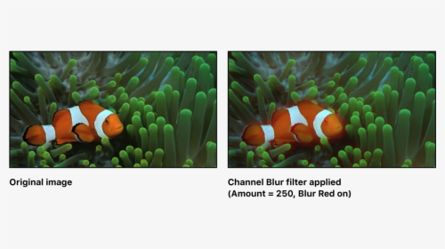Canvas Showing Effect Of Channel Blur Filter - Fish In Natural Habitat, HD Png Download, Transparent PNG