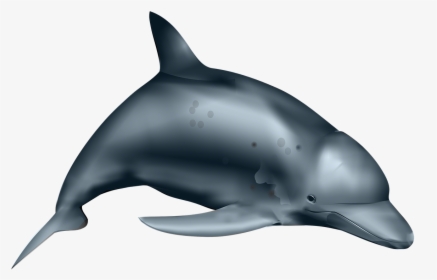 Dolphin, HD Png Download, Transparent PNG