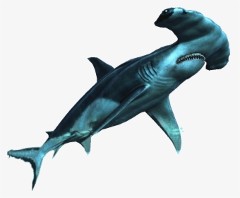 Common-dolphins - Requin Marteau Png, Transparent Png, Transparent PNG