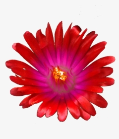 Red Jewel Png , Png Download - Invisibobble Fialove, Transparent Png, Transparent PNG