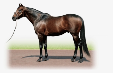 King Kamehameha - Japonya Da Yarışan Tizway, HD Png Download, Transparent PNG