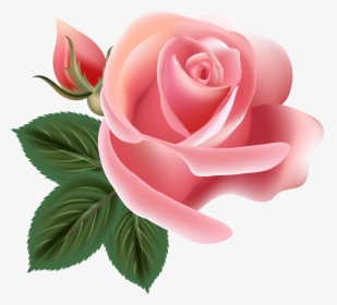 Centifolia Roses Rosa Chinensis Flower Pink - Pink Roses Vector Png, Transparent Png, Transparent PNG