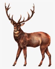 Moose, Elk Png - Deer Transparent, Png Download, Transparent PNG