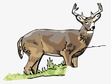 Elk - Clipart White Tailed Deer, HD Png Download, Transparent PNG