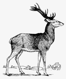 Elk,wildlife,tail - Deer, HD Png Download, Transparent PNG