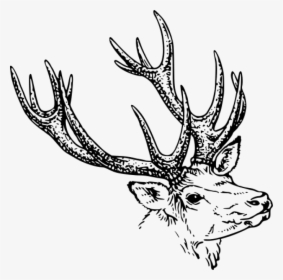 White Tailed Deer Reindeer Moose Elk Free Commercial - Horn Black And White Clipart, HD Png Download, Transparent PNG