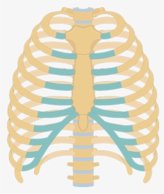 Structure Of The Ribcage And Ribs - Unlabeled Rib Cage Diagram, HD Png Download, Transparent PNG