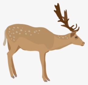Download Elk Png Images Background - Elk, Transparent Png, Transparent PNG