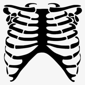 Rib Cage Human Skeleton Skull Bone - Skeleton Rib Cage Clipart, HD Png Download, Transparent PNG