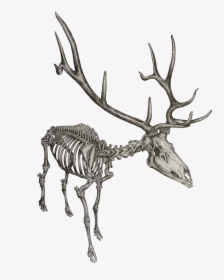 Elk Drawing Skeleton - Skeleton Of An Elk, HD Png Download, Transparent PNG