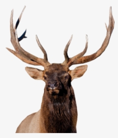 Moose, Elk Png - Elk, Transparent Png, Transparent PNG