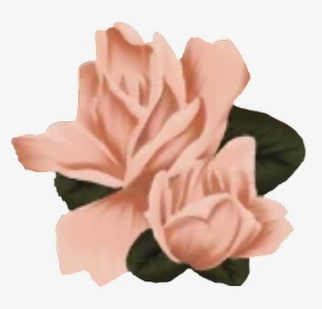 #flowers #shawnmendes #shawn #mendes #roses #shawnmendesflowers - Shawn Mendes Flowers Png, Transparent Png, Transparent PNG